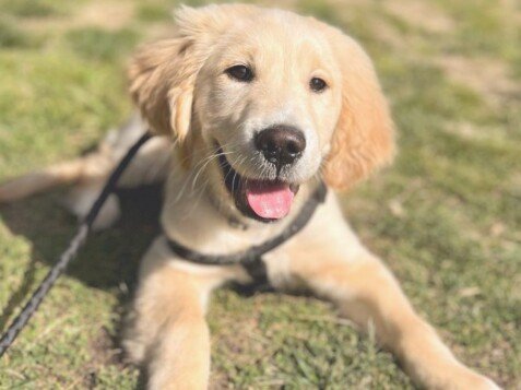 golden, retriever