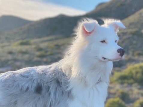 aussie, blue, merle