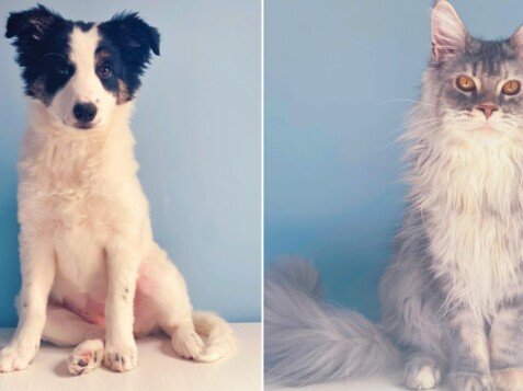 Runa, Maine Coon, Kiara, Border Collie