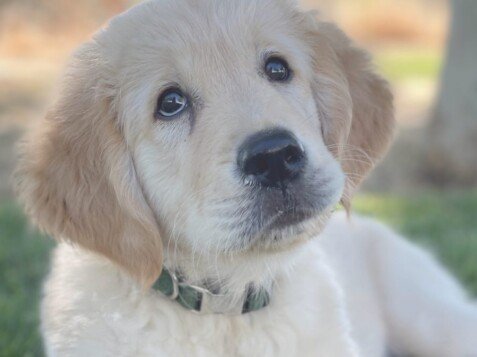 Samba, golden, retriever