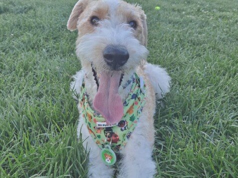 Serkan, fox, terrier