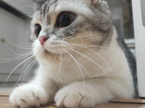 Sorbi, Scottish Fold