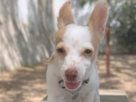 Tintín, perro adoptado