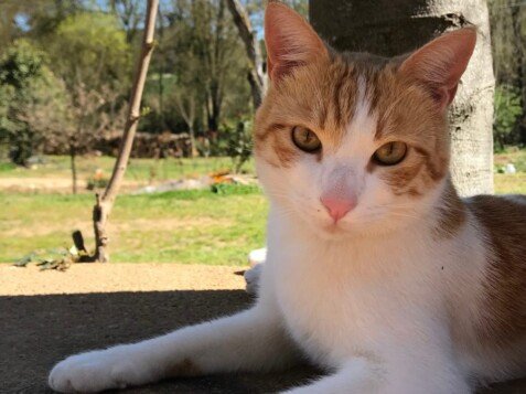 Toli, gato adoptado