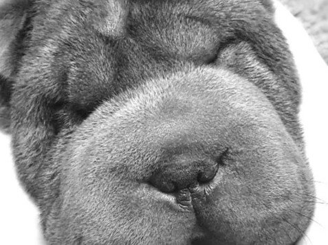 Triana, shar pei