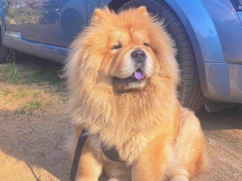 Zara, Chow Chow