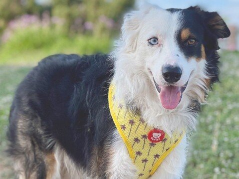 balu, border collie