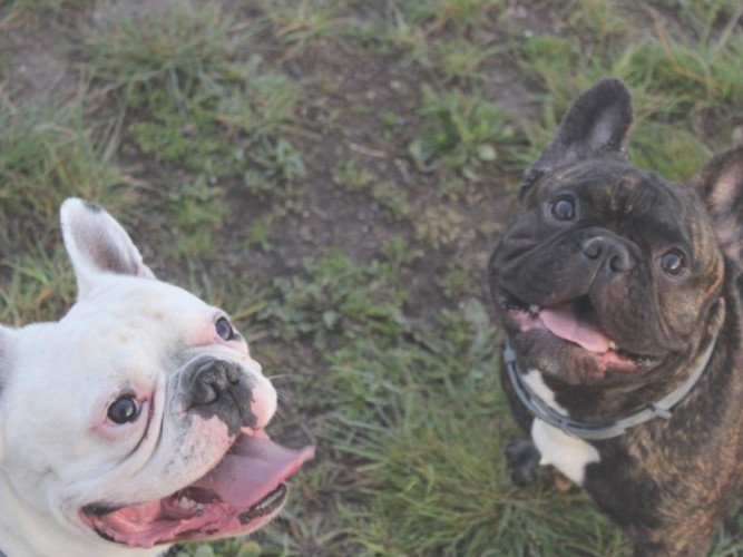 daddy, simba, bulldog frances