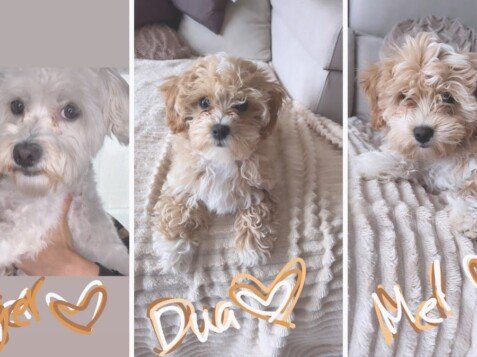 ginger, dua, mel, bichón, maltés