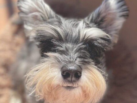 lali, schnauzer