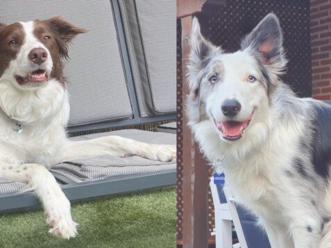 loki y kiria, border collies