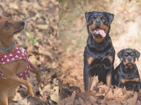 rottweilers