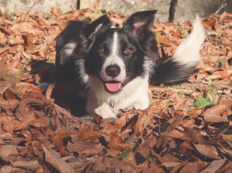 neo, border, collie