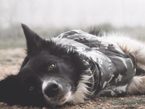 border, collie