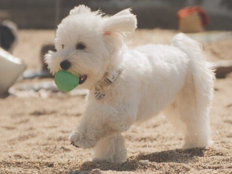 palma, bichon maltes