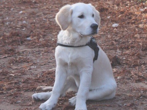 sam, golden, retriever