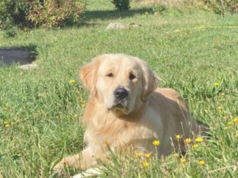 tako, golden retriever