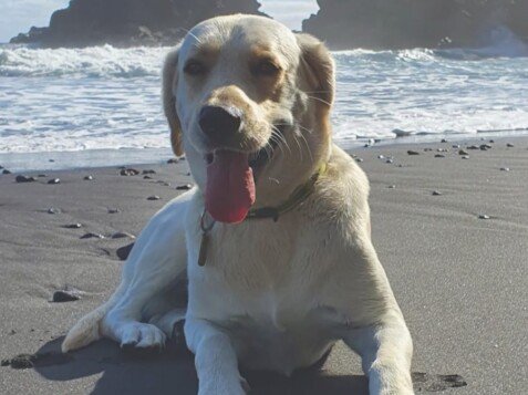 tarzan, labrador