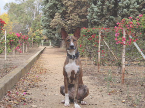 thor, perro, mestizo