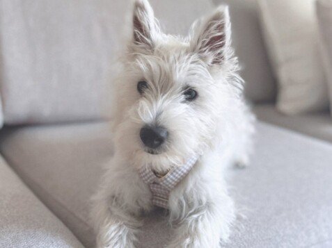 west, highland, white, terrier