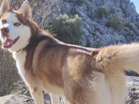 yako, husky, siberiano