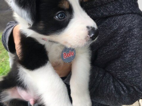 Border Collie en Vigo