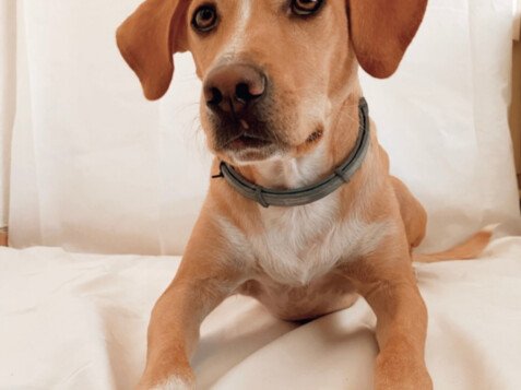 labrador mix