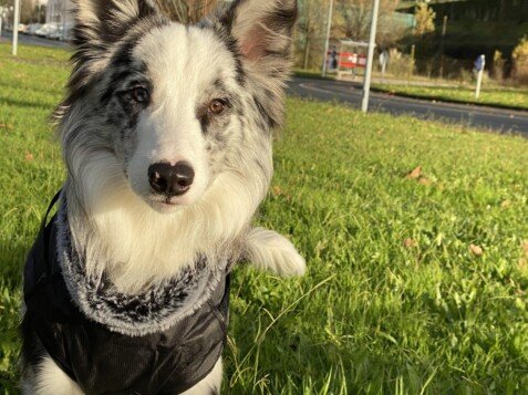 border collie blue merle