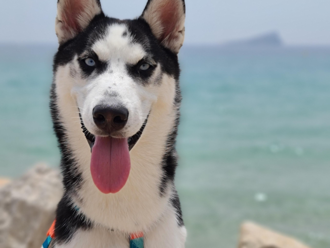 husky siberiano