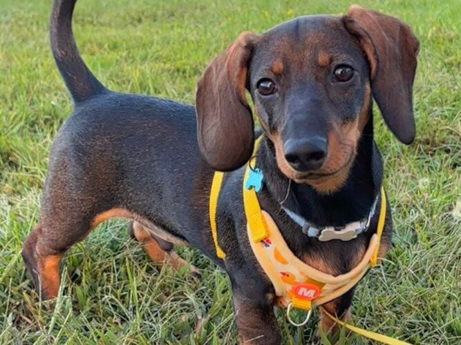 Timón, Teckel, modelo perruno de La Pata Marketing, agencia de pet marketing en Madrid, fundada por Gabriela Rivera