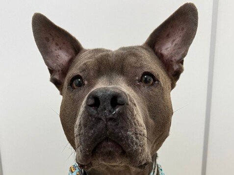 Freya, American Bully, modelo perruna de La Pata Marketing, agencia de pet marketing en Madrid, fundada por Gabriela Rivera