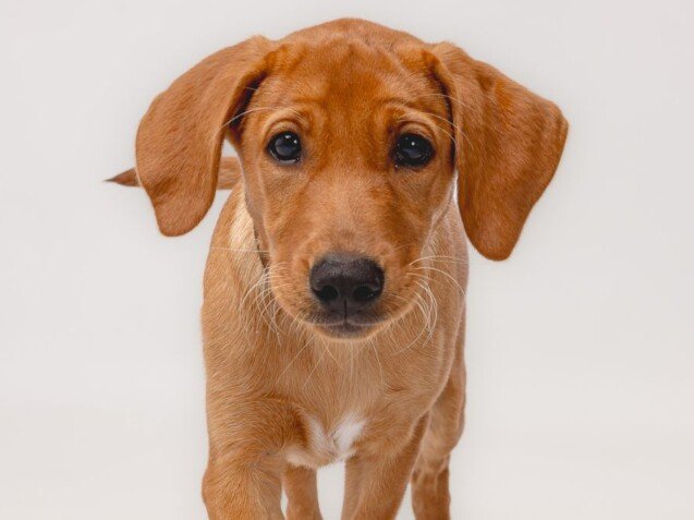 Giah Labrador Retriever Dual La Pata Marketing Giah Labrador Retriever Dual, modelo perruna de La Pata Marketing, agencia de pet marketing en Madrid, fundada por Gabriela Rivera