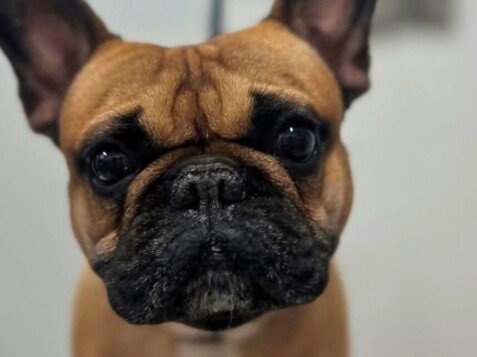 Coco The Frenchie, Bulldog Francés en La Pata Marketing