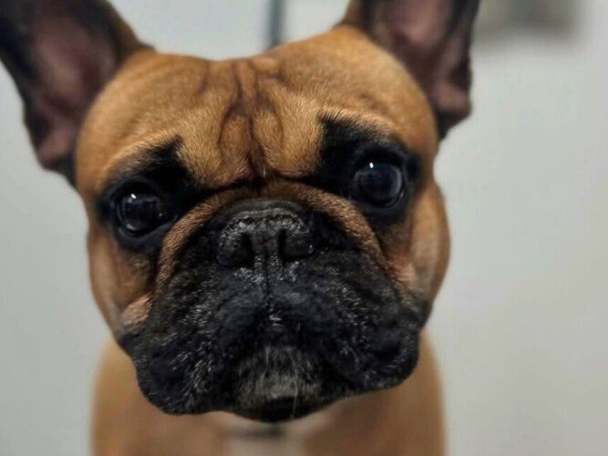 Coco The Frenchie, Bulldog Francés en La Pata Marketing