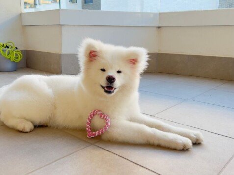 Hachiko, Akita Inu, modelo perruno de La Pata Marketing, agencia de pet marketing en Madrid, fundada por Gabriela Rivera