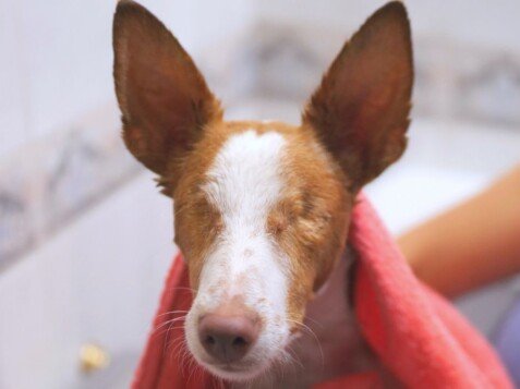 Jonny Eyes, Podenco rescatado, modelo perruno de La Pata Marketing, agencia de pet marketing en Madrid, fundada por Gabriela Rivera