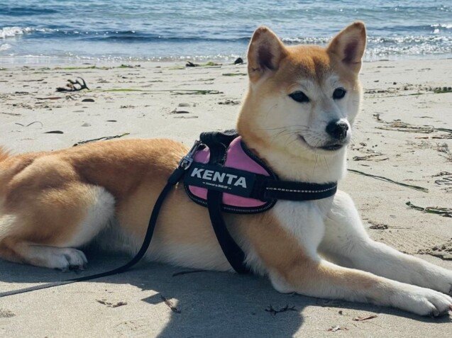 Kenta Shiba Inu La Pata Marketing Kenta Shiba Inu, modelo perruna de La Pata Marketing, agencia de pet marketing en Madrid, fundada por Gabriela Rivera