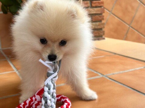 Kenzo, pomerania, la pata marketing, agencia de pet marketing en madrid