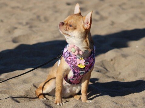 Kika, Chihuahua, modelo perruna de La Pata Marketing, agencia de pet marketing en Madrid, fundada por Gabriela Rivera