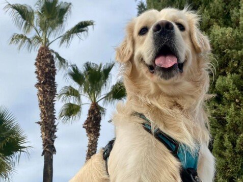 Kion, Golden Retriever, modelo perruno de La Pata Marketing, agencia de pet marketing en Madrid, fundada por Gabriela Rivera