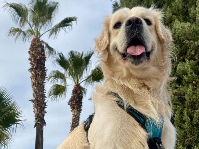Kion, Golden Retriever, modelo perruno de La Pata Marketing, agencia de pet marketing en Madrid, fundada por Gabriela Rivera