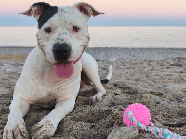 Kira La Perrita Pitbull, modelo perruna de La Pata Marketing, agencia de pet marketing en Madrid, fundada por Gabriela Rivera