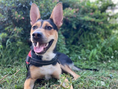 Kora La Mestiza, perra mestiza, modelo perruna de La Pata Marketing, agencia de pet marketing en Madrid, fundada por Gabriela Rivera