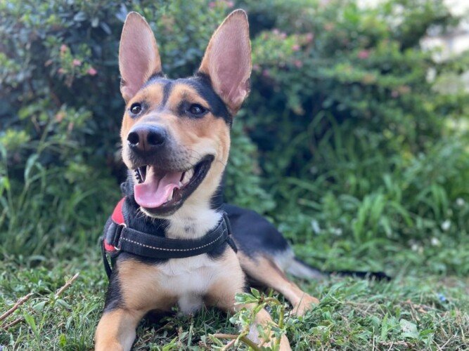 Kora La Mestiza, perra mestiza, modelo perruna de La Pata Marketing, agencia de pet marketing en Madrid, fundada por Gabriela Rivera