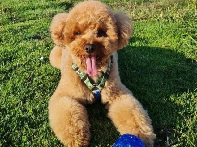 Leo Poodle Toy, modelo perruno de La Pata Marketing, agencia de pet marketing en Madrid, fundada por Gabriela Rivera