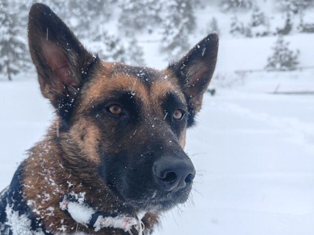 Lis Pastor Belga Malinois, modelo perruna de La Pata Marketing, agencia de pet marketing en Madrid, fundada por Gabriela Rivera