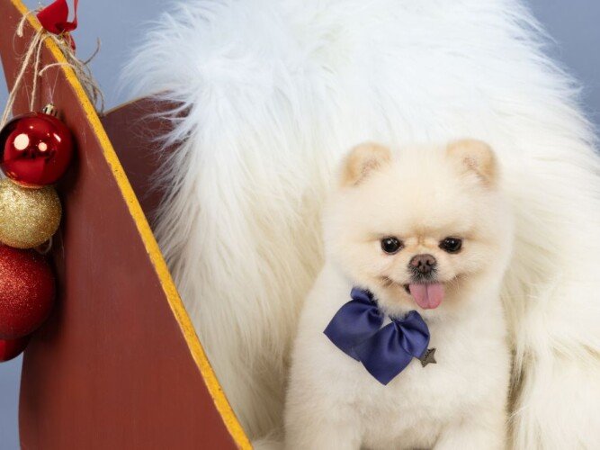 Luca, Pomerania, modelo perruno de La Pata Marketing, agencia de pet marketing en Madrid, fundada por Gabriela Rivera