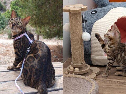 Masha y Nina, gatas bengalíes, modelo perruna de La Pata Marketing, agencia de pet marketing en Madrid, fundada por Gabriela Rivera