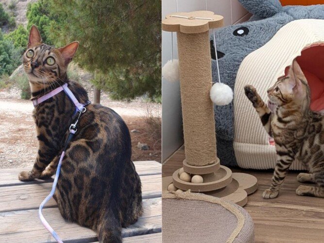 Masha y Nina, gatas bengalíes, modelo perruna de La Pata Marketing, agencia de pet marketing en Madrid, fundada por Gabriela Rivera