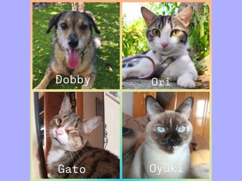 Maswicotas, perros y gatos adoptados, Booking La Pata Marketing